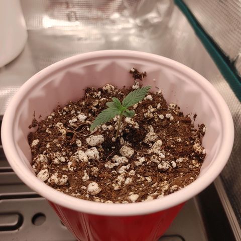 Sugar Cane - Fem. (Plant #3) growlog timeline photo
