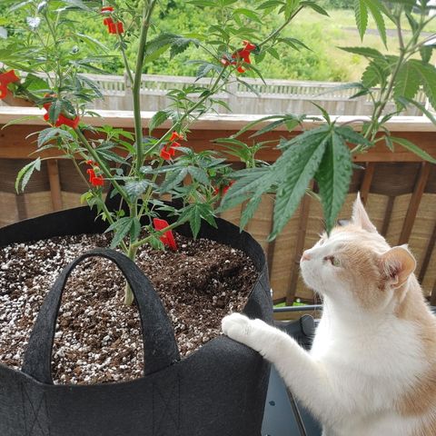 Colin OG RBX - Fem. (My First Outdoor Grow) growlog timeline photo