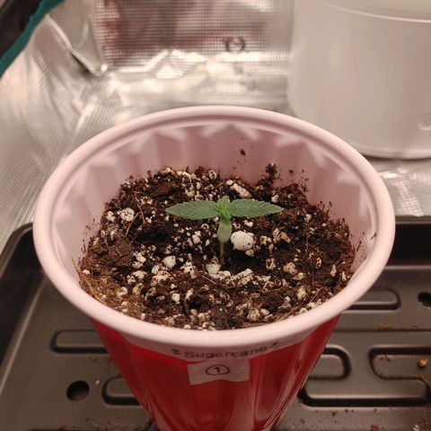 Sugar Cane - Fem. (Plant #1) growlog timeline photo