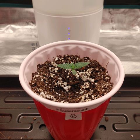 Sugar Cane - Fem. (Plant #2) growlog timeline photo