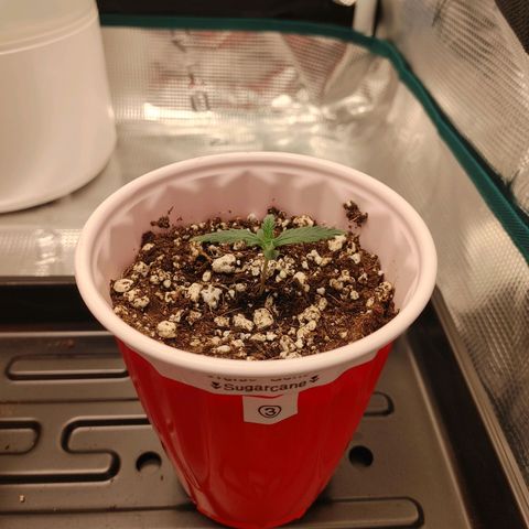 Sugar Cane - Fem. (Plant #3) growlog timeline photo