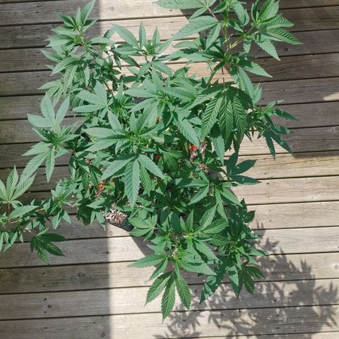 Colin OG RBX - Fem. (My First Outdoor Grow) growlog timeline photo