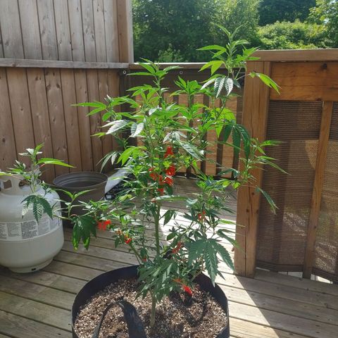 Colin OG RBX - Fem. (My First Outdoor Grow) growlog timeline photo
