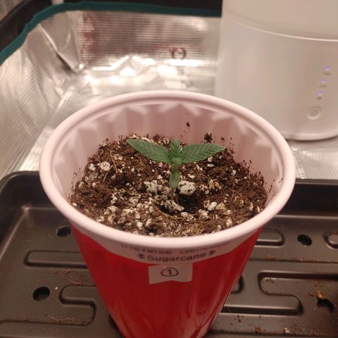 Sugar Cane - Fem. (Plant #1) growlog timeline photo
