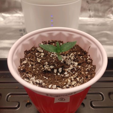 Sugar Cane - Fem. (Plant #2) growlog timeline photo