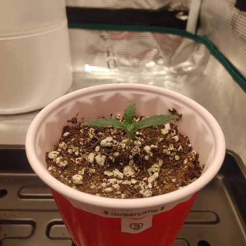 Sugar Cane - Fem. (Plant #3) growlog timeline photo