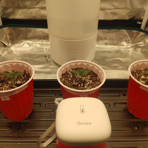 Sugar Cane - Fem. (Plant #2) growlog timeline photo
