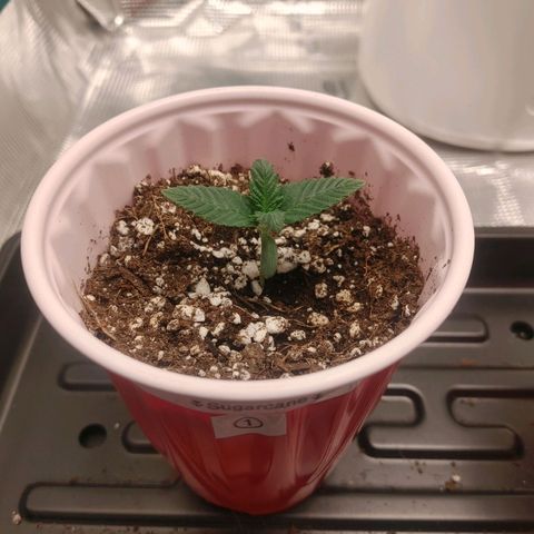 Sugar Cane - Fem. (Plant #1) growlog timeline photo