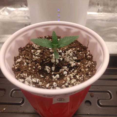 Sugar Cane - Fem. (Plant #2) growlog timeline photo
