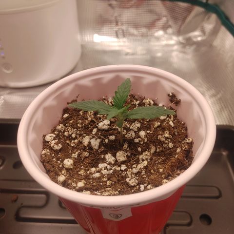 Sugar Cane - Fem. (Plant #3) growlog timeline photo