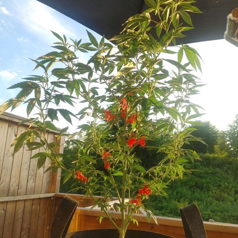 Colin OG RBX - Fem. (My First Outdoor Grow) growlog timeline photo