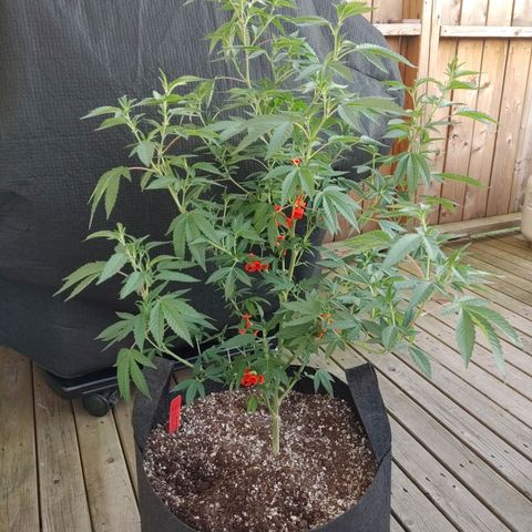 Colin OG RBX - Fem. (My First Outdoor Grow) growlog timeline photo