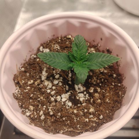 Sugar Cane - Fem. (Plant #1) growlog timeline photo