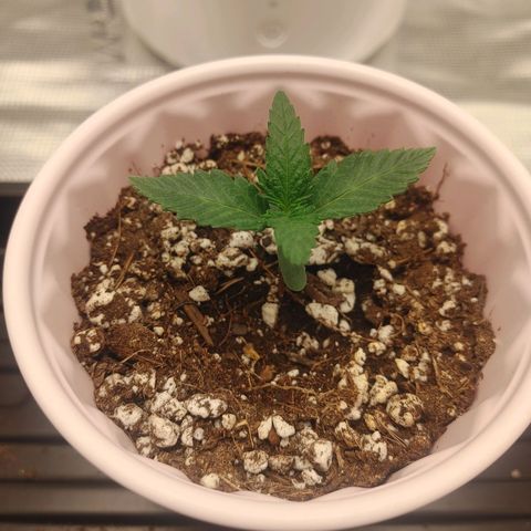 Sugar Cane - Fem. (Plant #2) growlog timeline photo