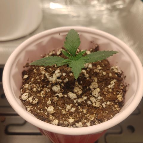 Sugar Cane - Fem. (Plant #3) growlog timeline photo