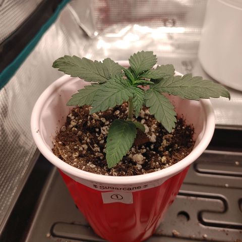 Sugar Cane - Fem. (Plant #1) growlog timeline photo