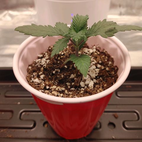 Sugar Cane - Fem. (Plant #2) growlog timeline photo