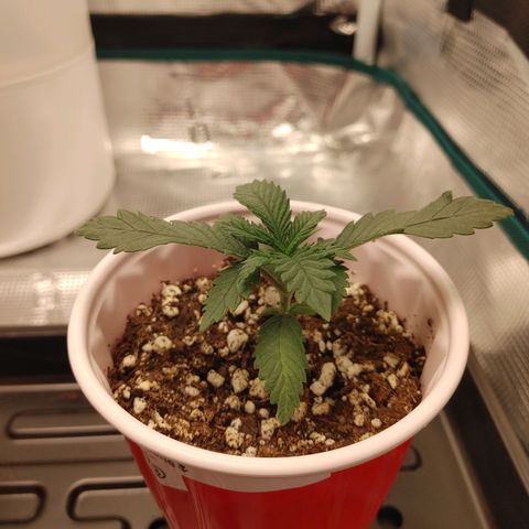 Sugar Cane - Fem. (Plant #3) growlog timeline photo