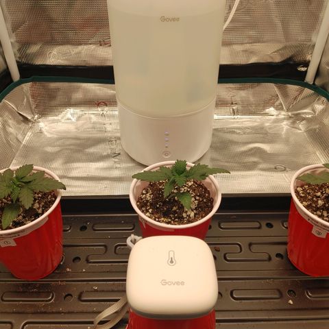 Sugar Cane - Fem. (Plant #2) growlog timeline photo