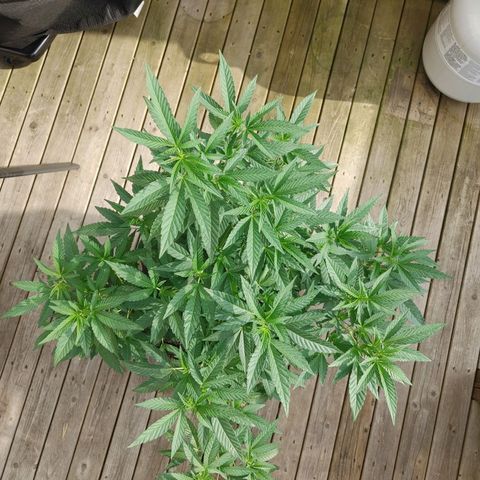 Colin OG RBX - Fem. (My First Outdoor Grow) growlog timeline photo