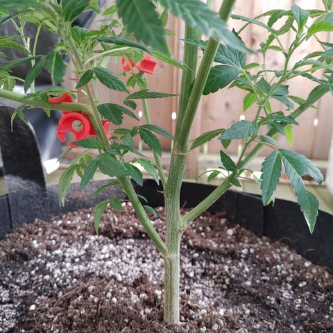 Colin OG RBX - Fem. (My First Outdoor Grow) growlog timeline photo