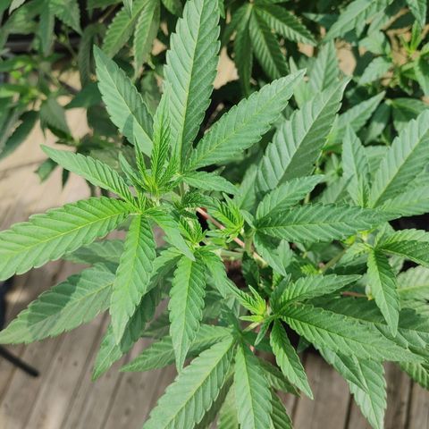 Colin OG RBX - Fem. (My First Outdoor Grow) growlog timeline photo