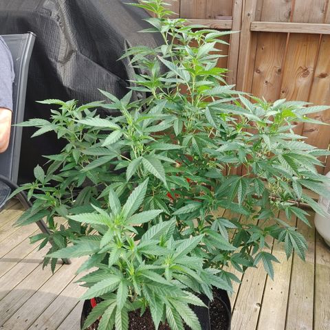 Colin OG RBX - Fem. (My First Outdoor Grow) growlog timeline photo