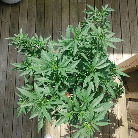 Colin OG RBX - Fem. (My First Outdoor Grow) growlog timeline photo