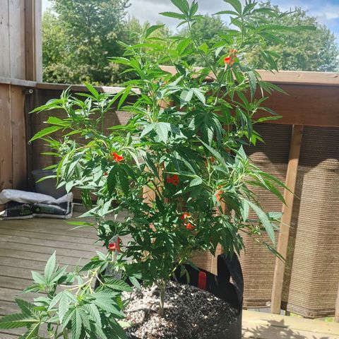 Colin OG RBX - Fem. (My First Outdoor Grow) growlog timeline photo