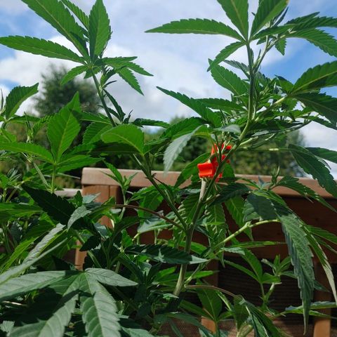 Colin OG RBX - Fem. (My First Outdoor Grow) growlog timeline photo