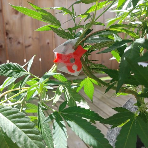 Colin OG RBX - Fem. (My First Outdoor Grow) growlog timeline photo