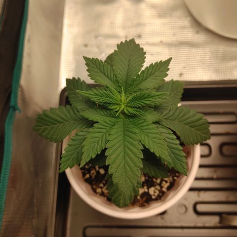 Sugar Cane - Fem. (Plant #1) growlog timeline photo