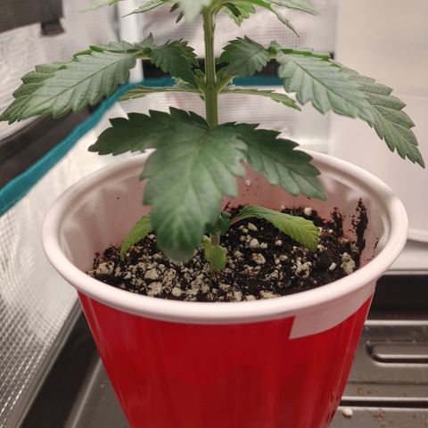 Sugar Cane - Fem. (Plant #1) growlog timeline photo