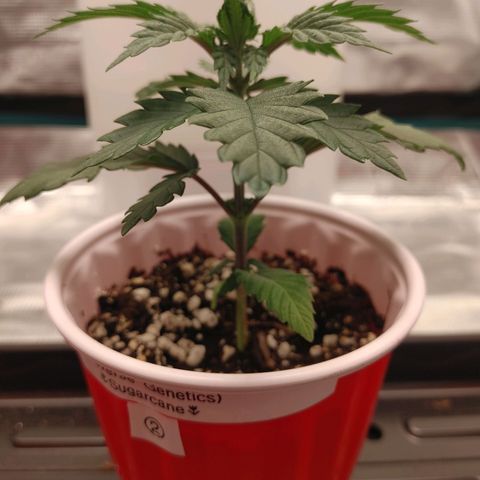 Sugar Cane - Fem. (Plant #2) growlog timeline photo