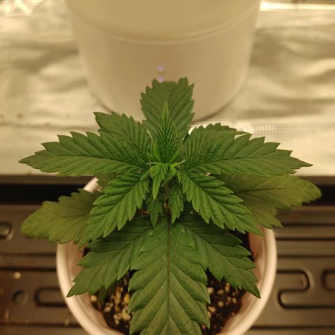 Sugar Cane - Fem. (Plant #2) growlog timeline photo