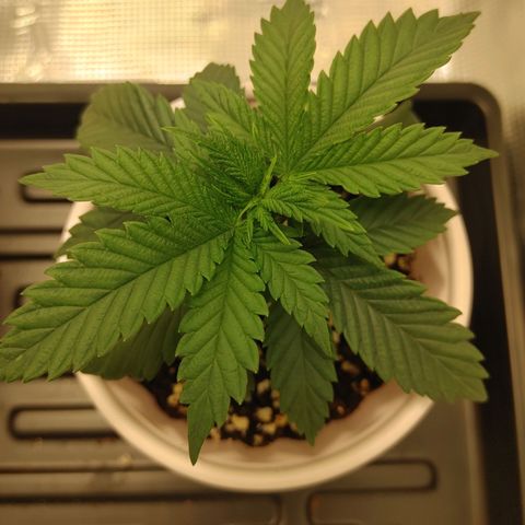 Sugar Cane - Fem. (Plant #3) growlog timeline photo
