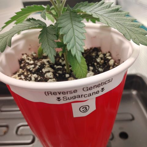 Sugar Cane - Fem. (Plant #3) growlog timeline photo