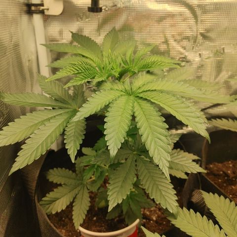 Sugar Cane - Fem. (Plant #1) growlog timeline photo