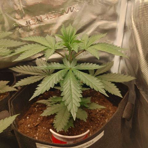 Sugar Cane - Fem. (Plant #2) growlog timeline photo
