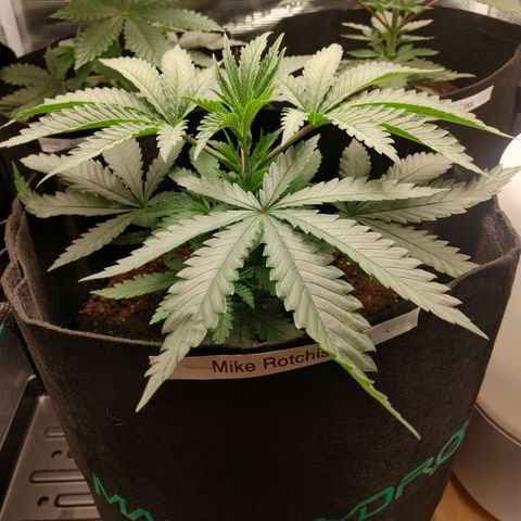 Sugar Cane - Fem. (Plant #3) growlog timeline photo