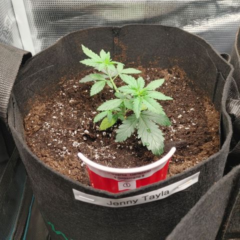 Sugar Cane - Fem. (Plant #1) growlog photo: Before and after main-lining.