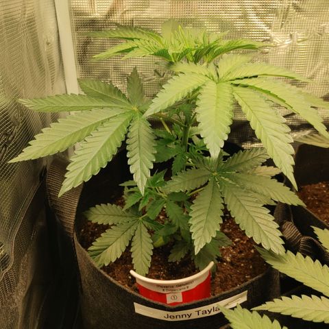 Sugar Cane - Fem. (Plant #1) growlog photo: Before and after main-lining.