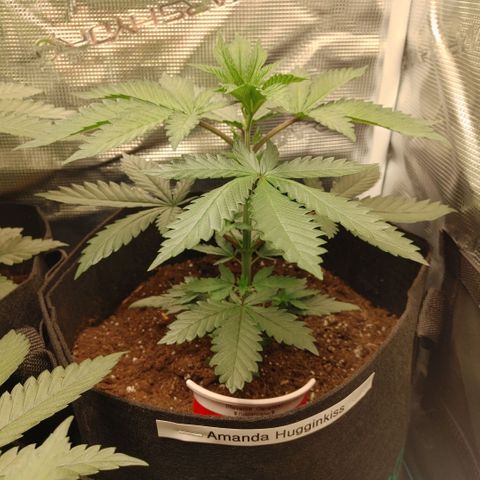 Sugar Cane - Fem. (Plant #2) growlog photo: Before and after main-lining.