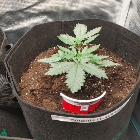 Sugar Cane - Fem. (Plant #2) growlog photo: Before and after main-lining.