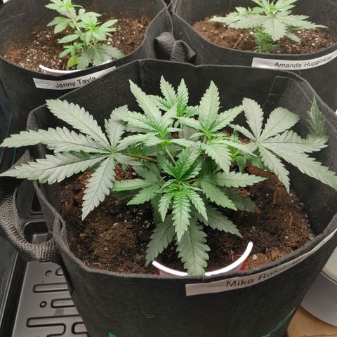Sugar Cane - Fem. (Plant #3) growlog photo: Before and after main-lining.
