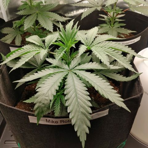 Sugar Cane - Fem. (Plant #3) growlog photo: Before and after main-lining.