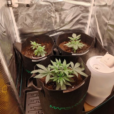 Sugar Cane - Fem. (Plant #2) growlog photo: Before and after main-lining.