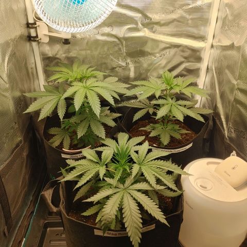Sugar Cane - Fem. (Plant #2) growlog photo: Before and after main-lining.