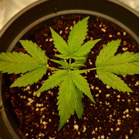 Gorilla Glue Auto growlog timeline photo