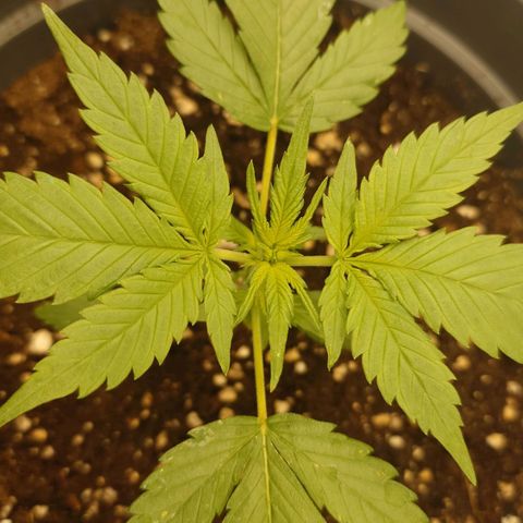 Gorilla Glue Auto growlog timeline photo